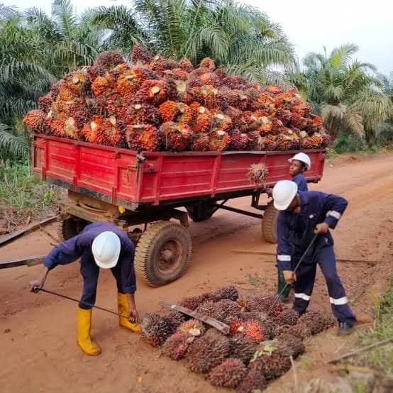 Palm Oil